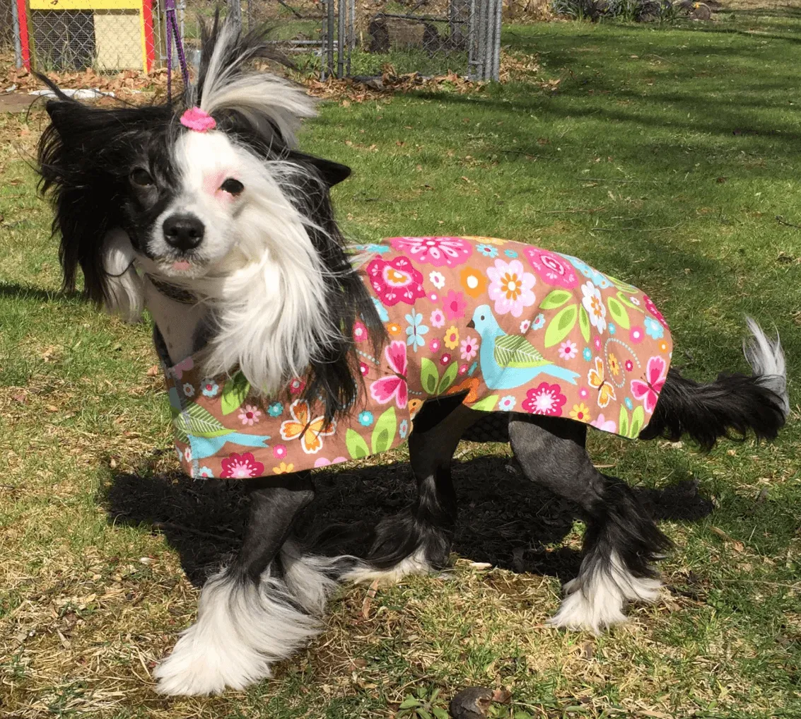 SnugPups Lightweight Fashion Jackets